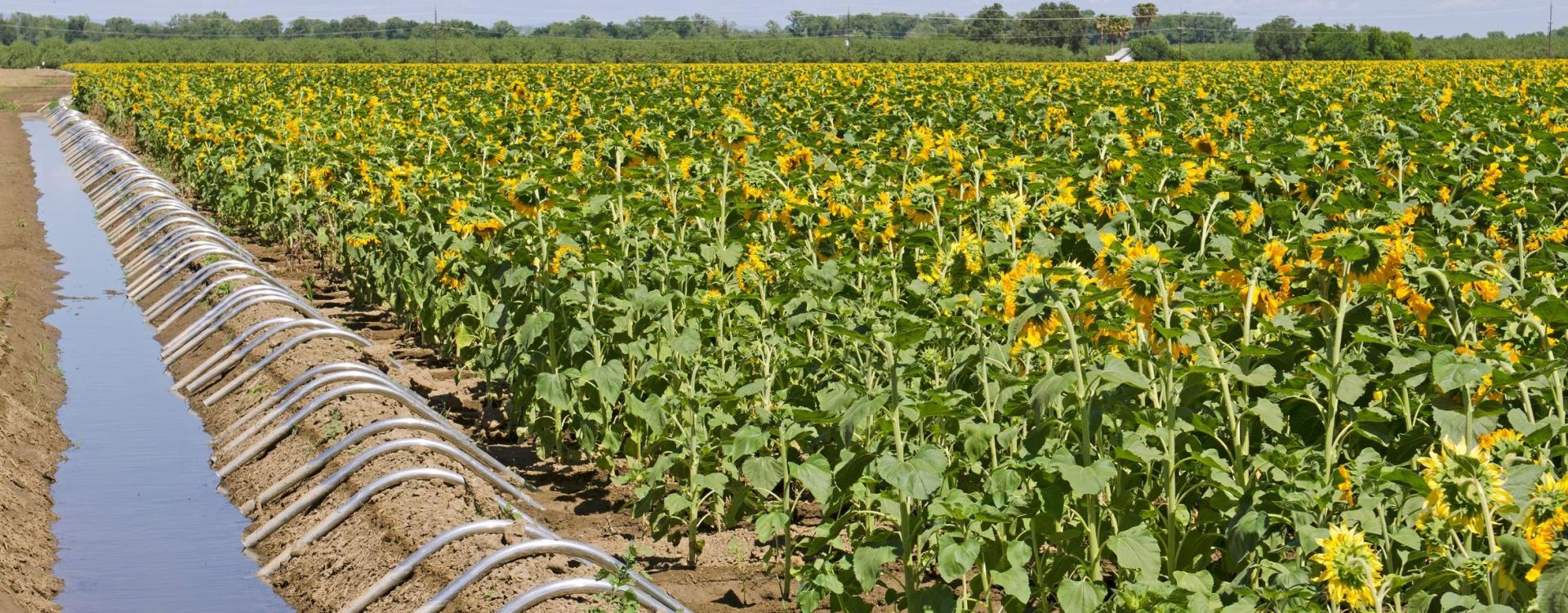Sunflower field with irrigation channel on left side