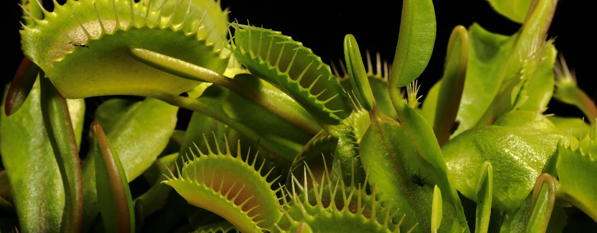 Carnivorous plants, venus flytrap, close-up