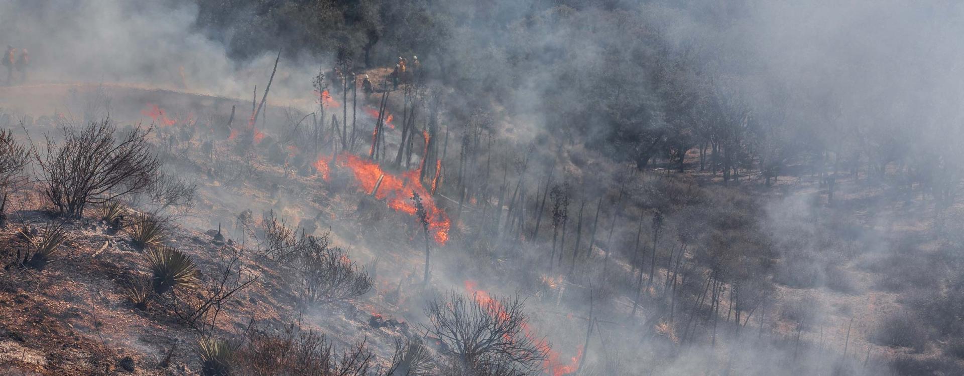 A flame torched hillside at Sedgwick Reserve is the site of a prescribed burn.