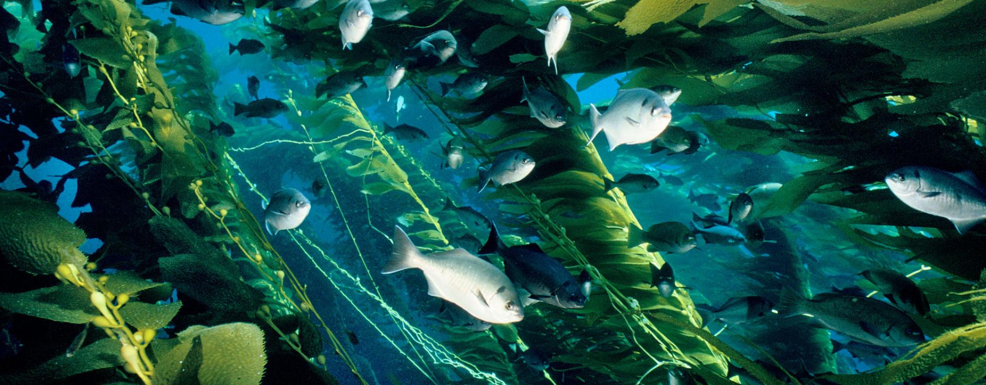 fish swim in giant kelp forest