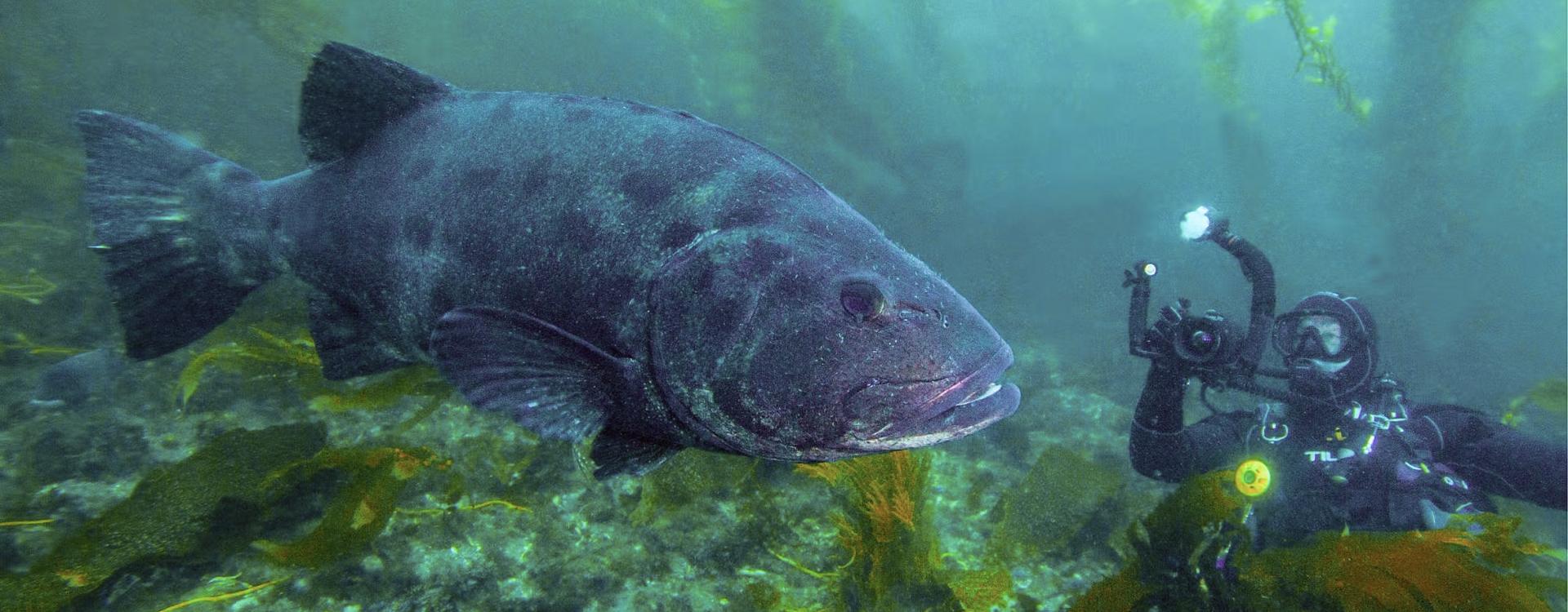 Scuba diver close to giant sea bass