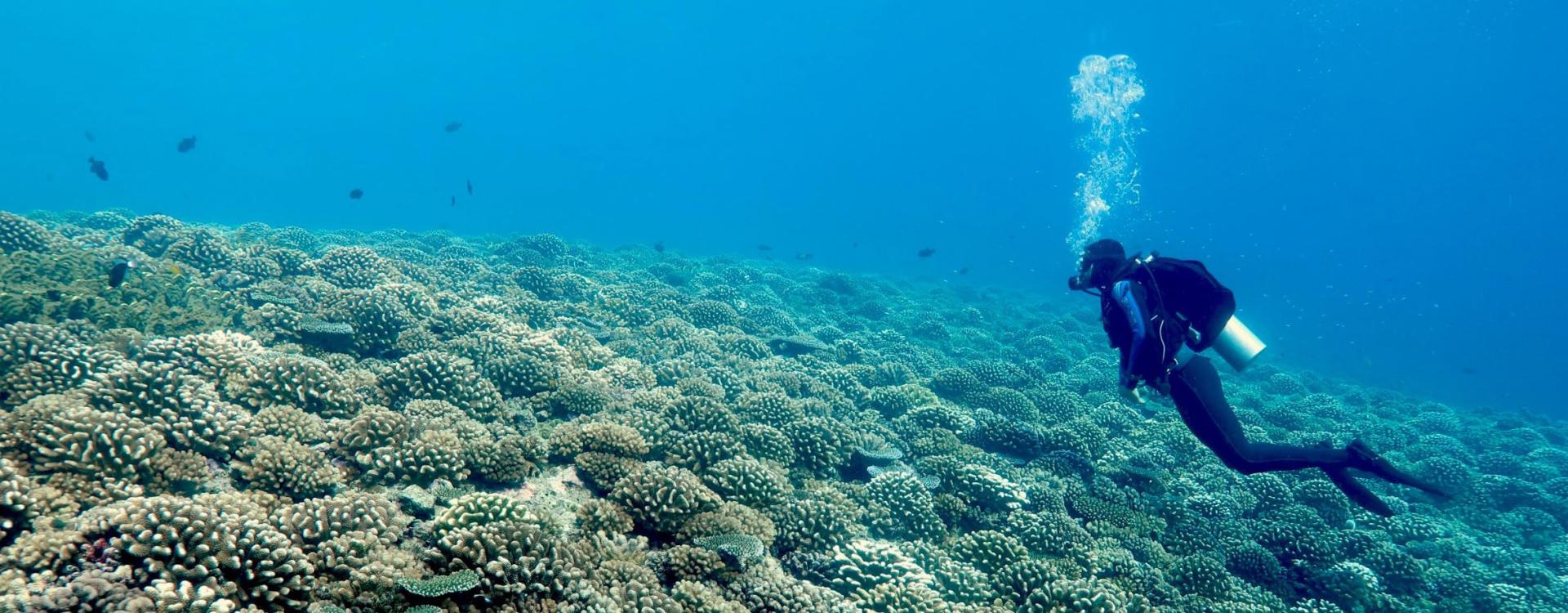 Diver swimming close to a healthy coral reef