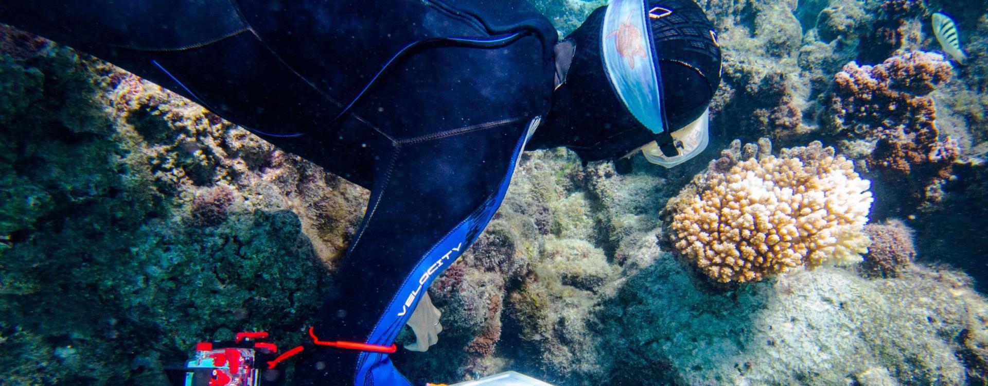 Burkepile in wetsuit diving among bleached coral