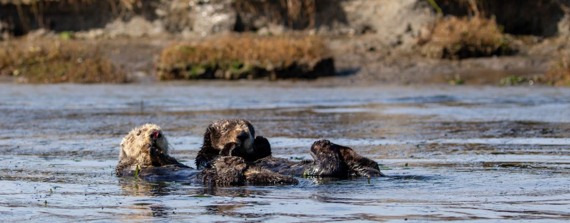 California Sea Otters floating on its back