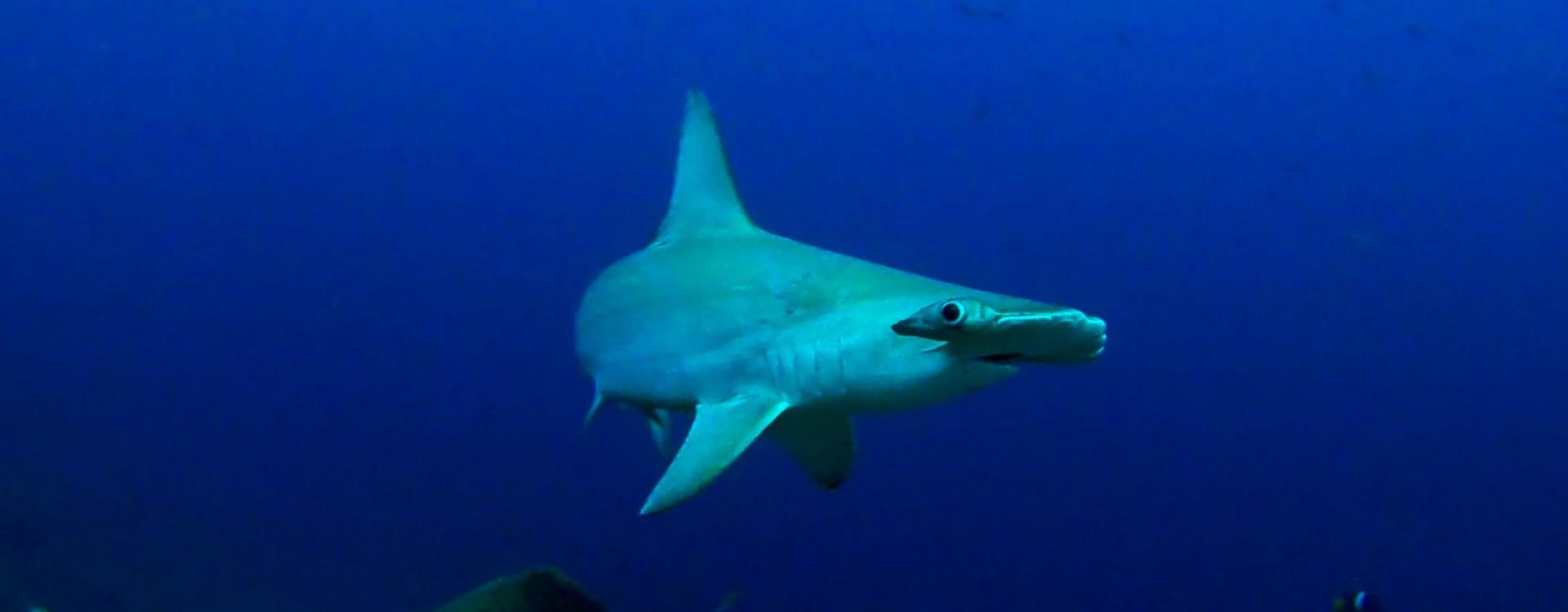 Shark swimming in very blue water