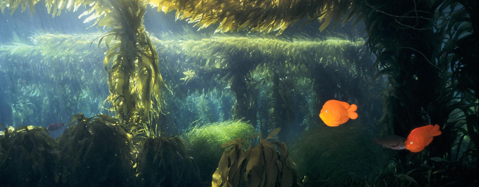 Two Garibaldi fish swim in giant kelp