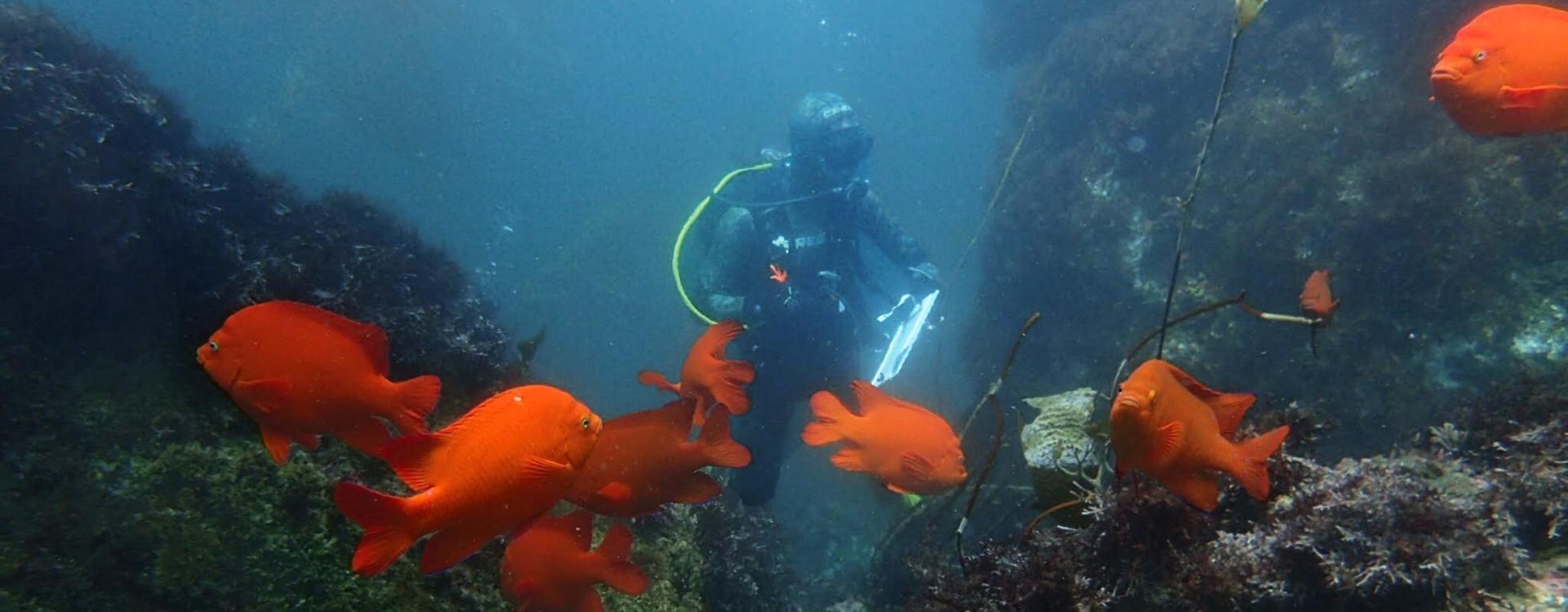 Researcher Chris Honeyman scuba diving and taking a survey while a school of bright orange garibaldi fish swim in front of him