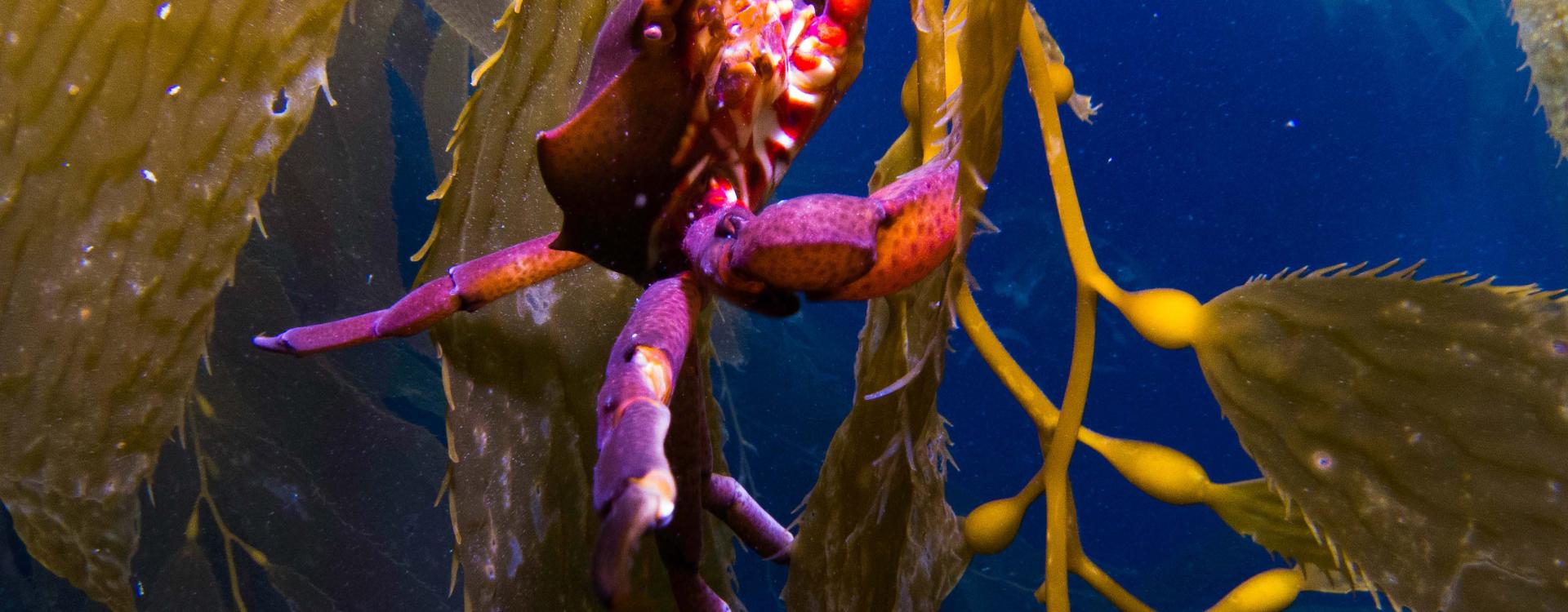 Purple crab hanging on giant kelp