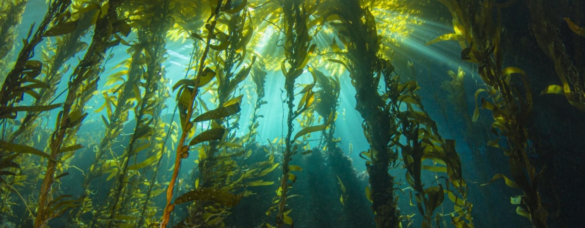 Sunlight filters down through a canopy of giant kelp