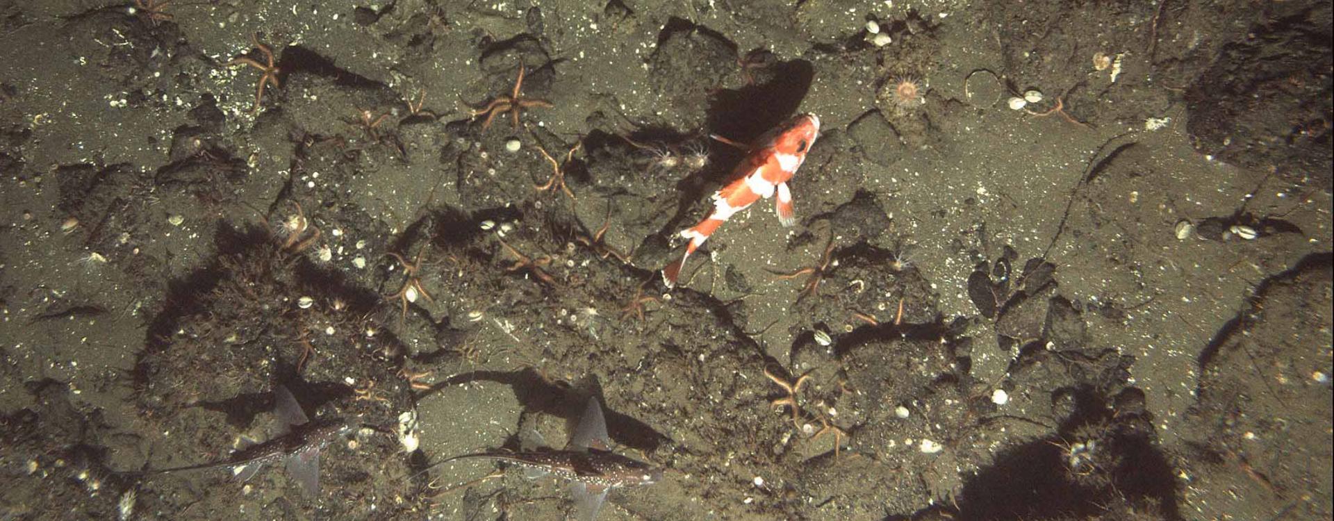 Flag rockfish on asphalt seafloor