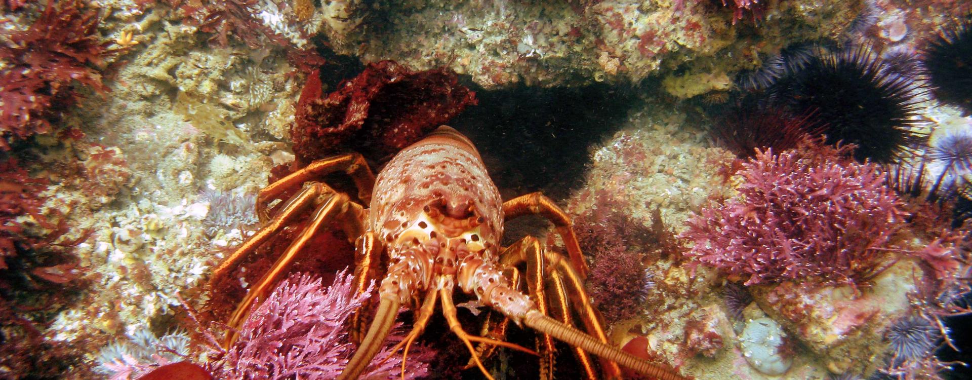 Spiny lobster in rocky sea floor