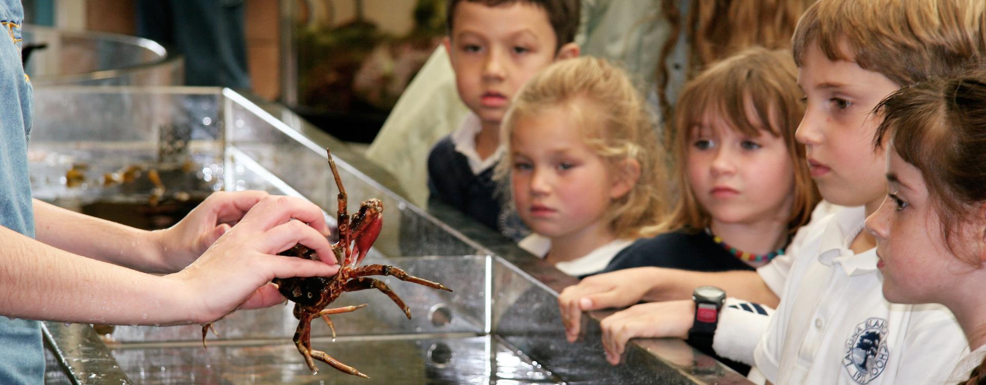 Kindergarten kids look attentively to crab held by docent over touch tank at the REEF