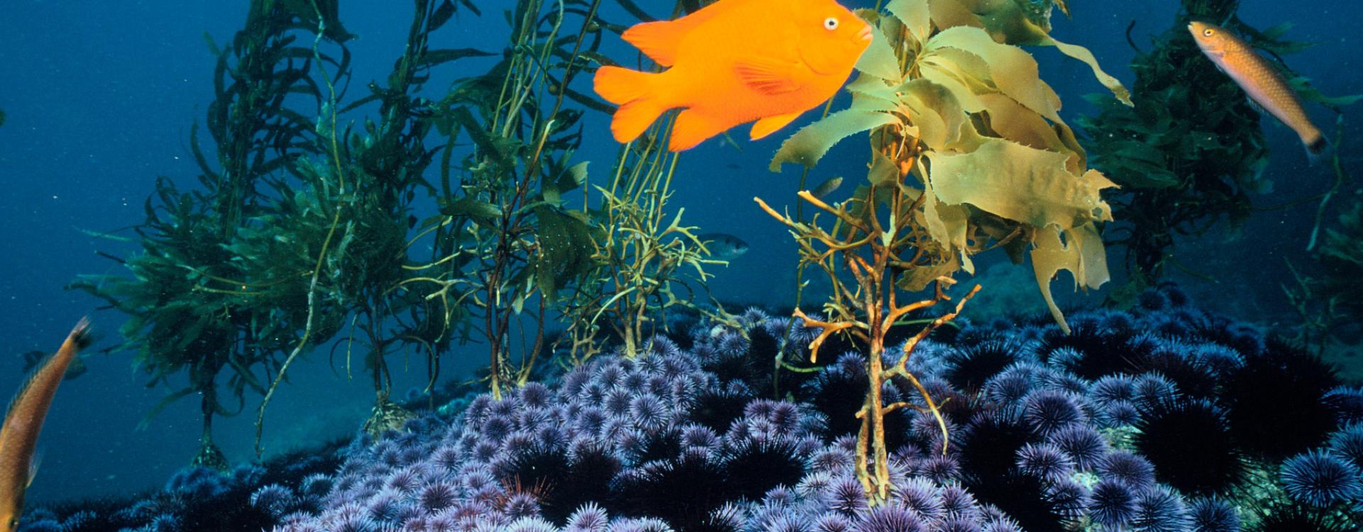 Garibaldi swims with señorita fish past red and purple sea urchins 