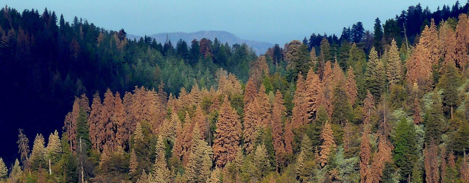 View of forest with fall colors