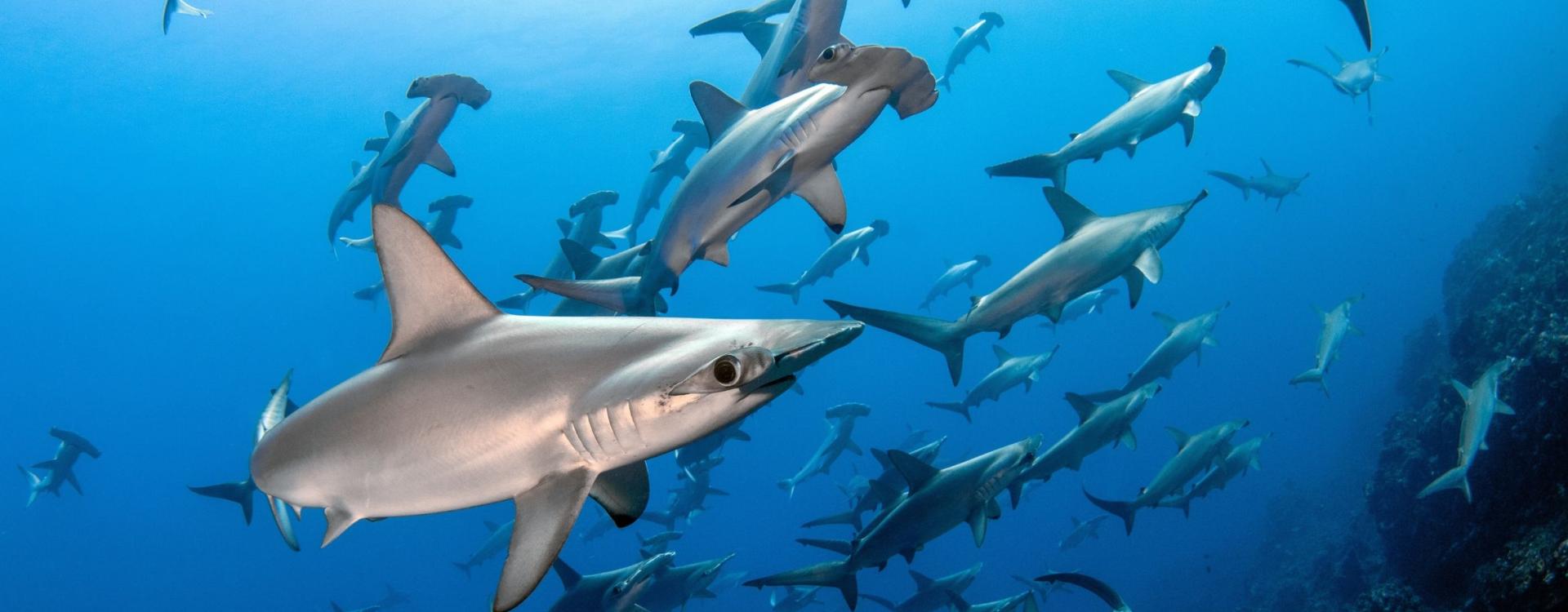 School of hammerhead sharks