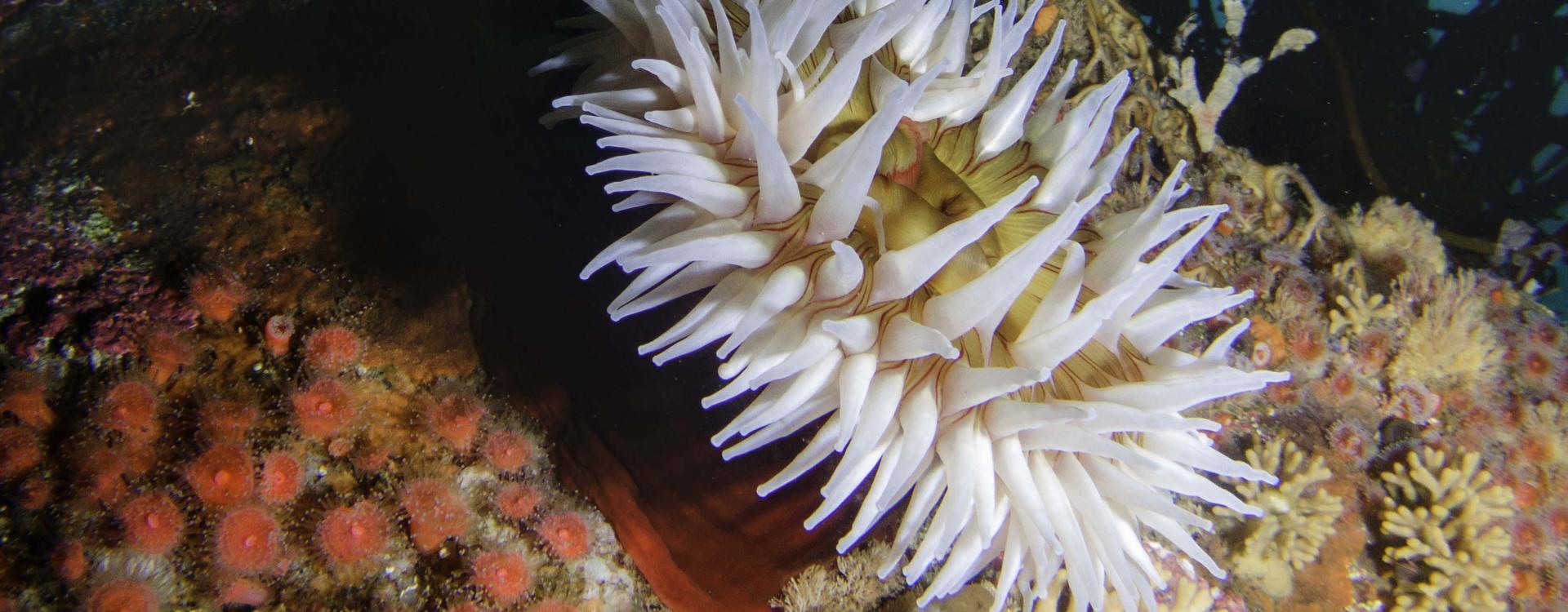 Large white anemone and  many strawberry anemones at the bottom of ocean floor