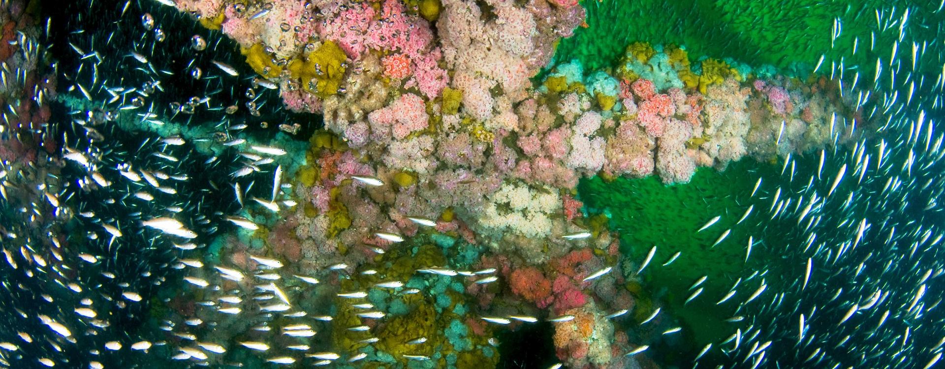 School of Bocaccio rockfish swims around Platform Gilda