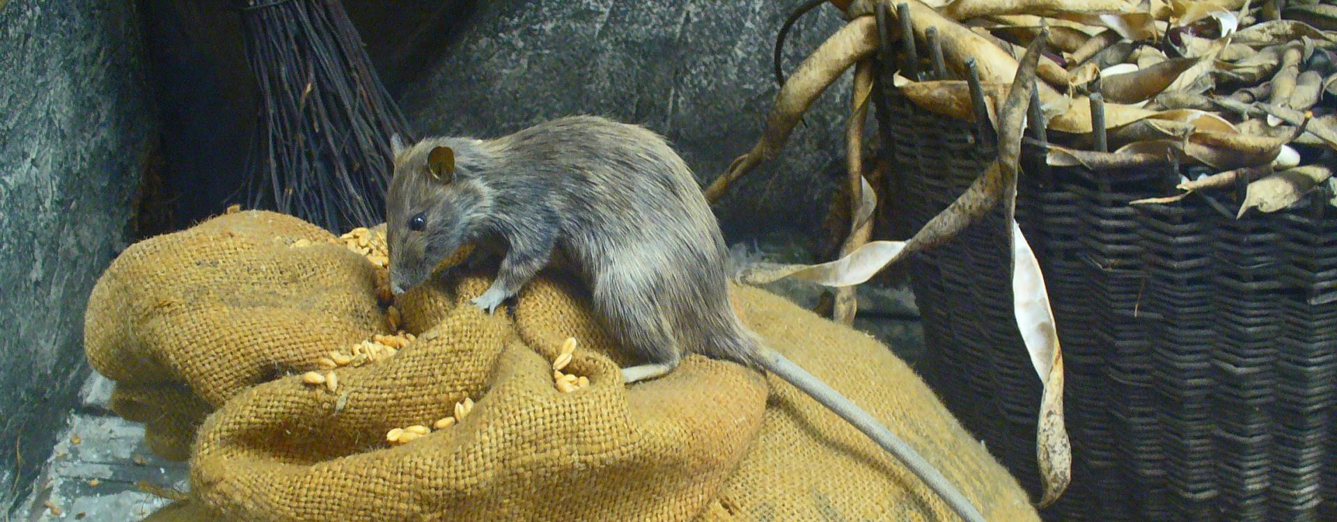 Black rat feeding on a big jute sack of seeds