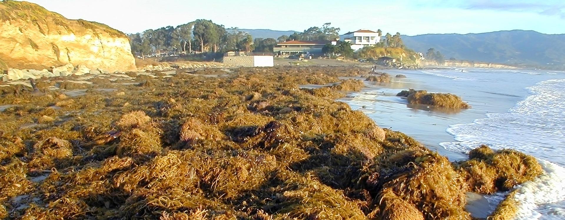 Kelp torn from kelp forests during storms can pile up on Campus Pt beach