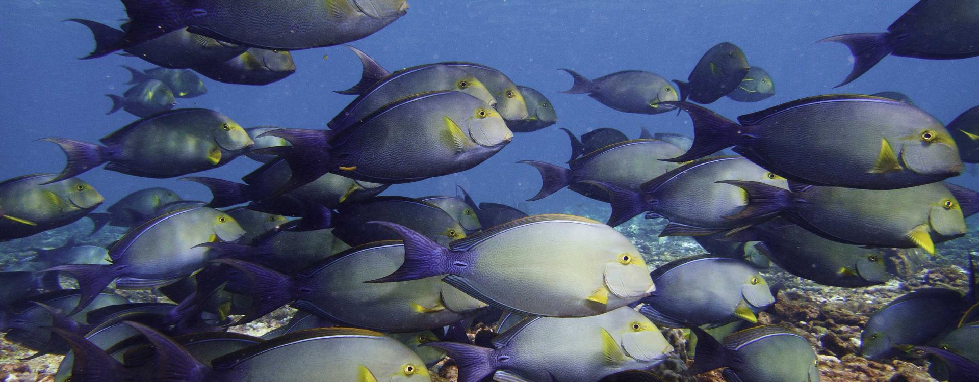 Large school of yellowfin surgeonfish around the coral reef, Palmyra Atoll