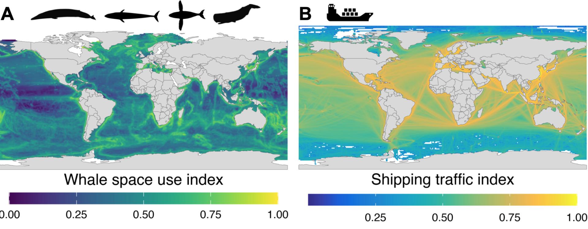 Slide A shows whale space use index, slide B shows shipping traffic index
