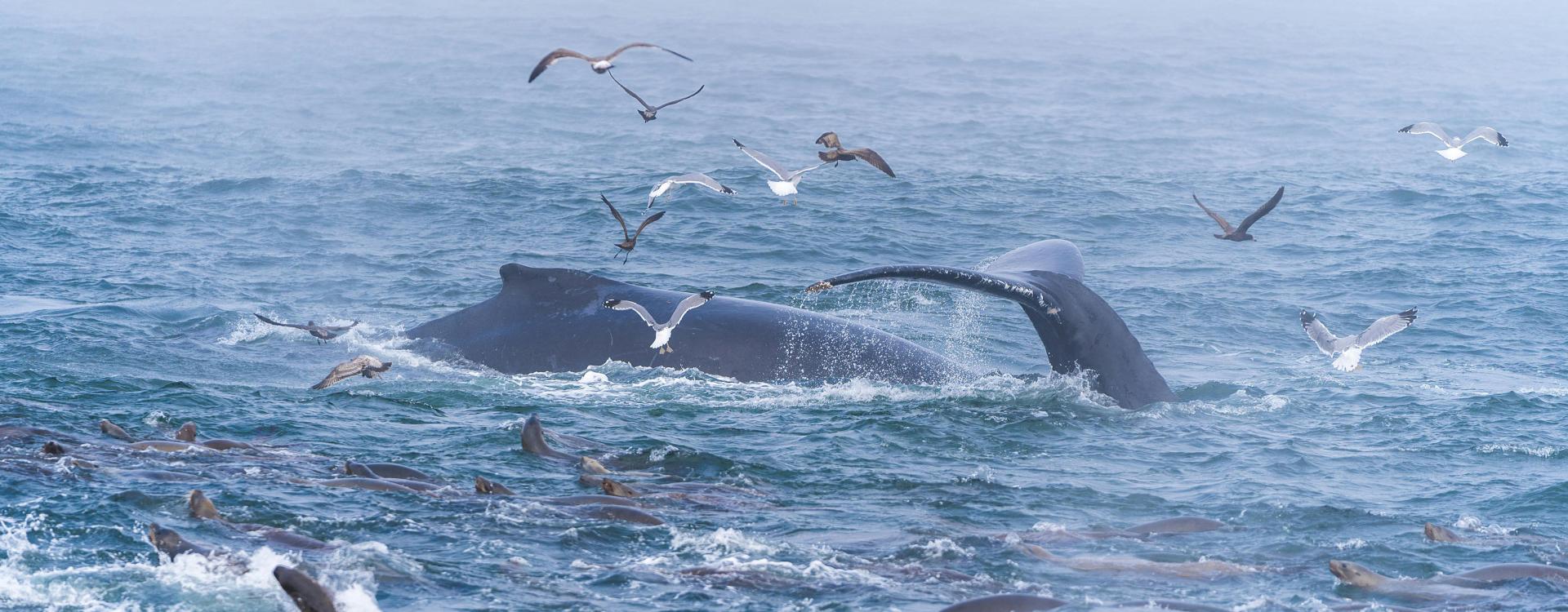 Whale back and tail surfacing and seagulls flying all around