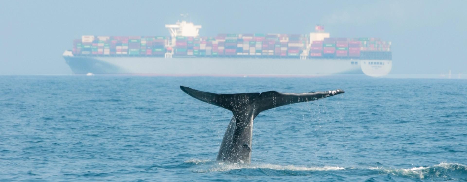 Blue whale tail against cargo ship in background