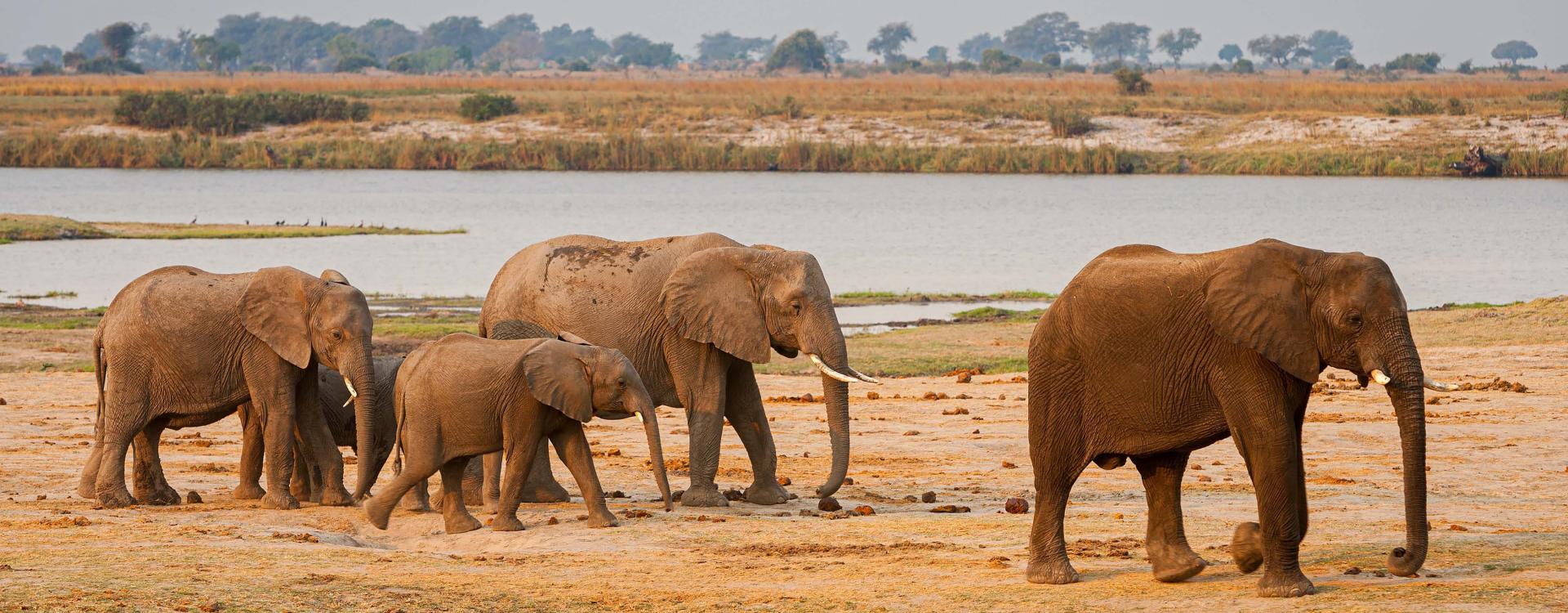 Small herd of Elephants in the Chobe National Park