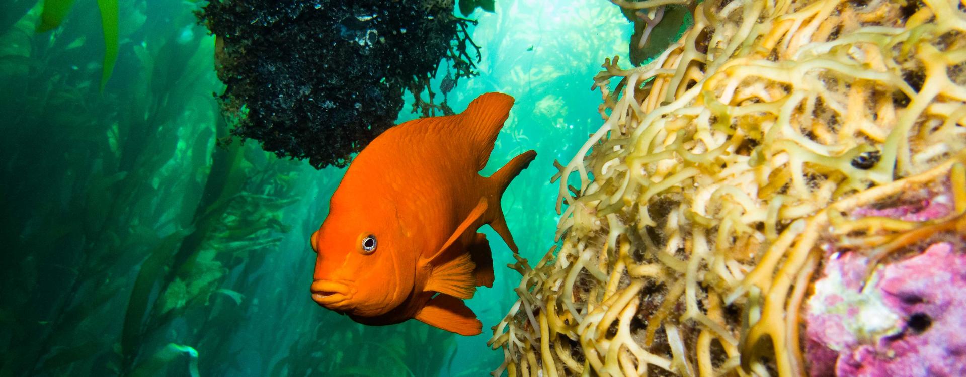 Garibaldi in kelp forest, Santa Barbara Channel