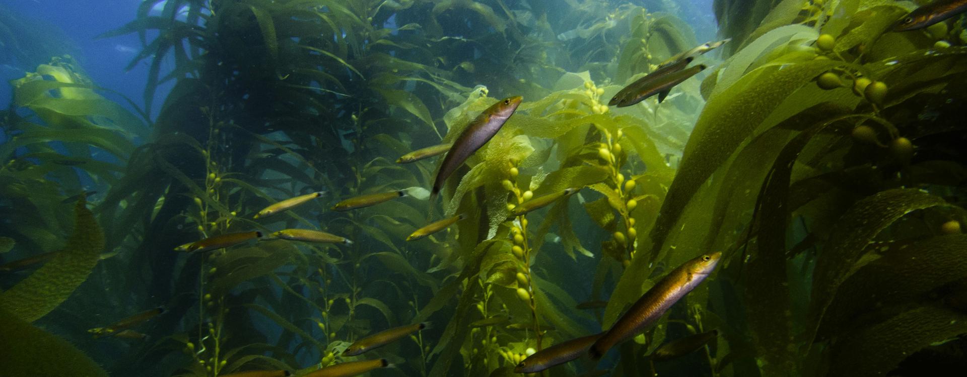 School of fish swims in giant kelp forest