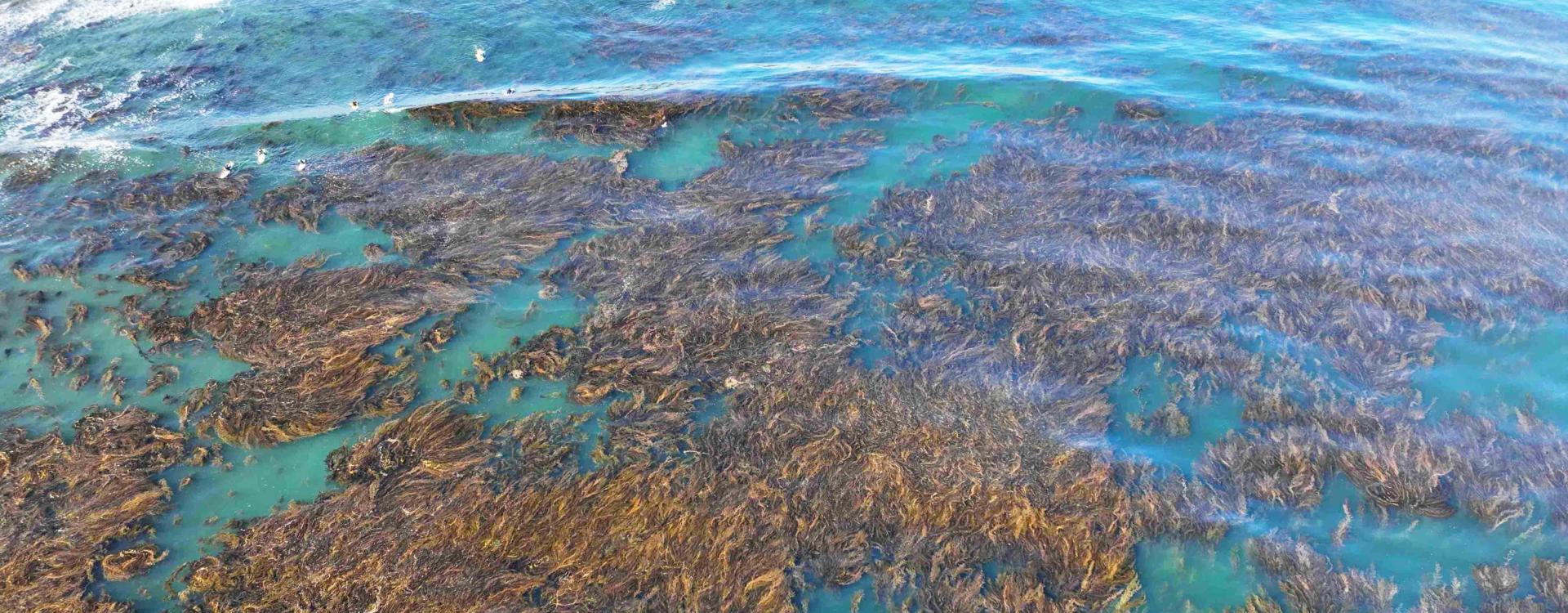 Top view of Kelp forest fronds show on shore off Santa Barbara beach
