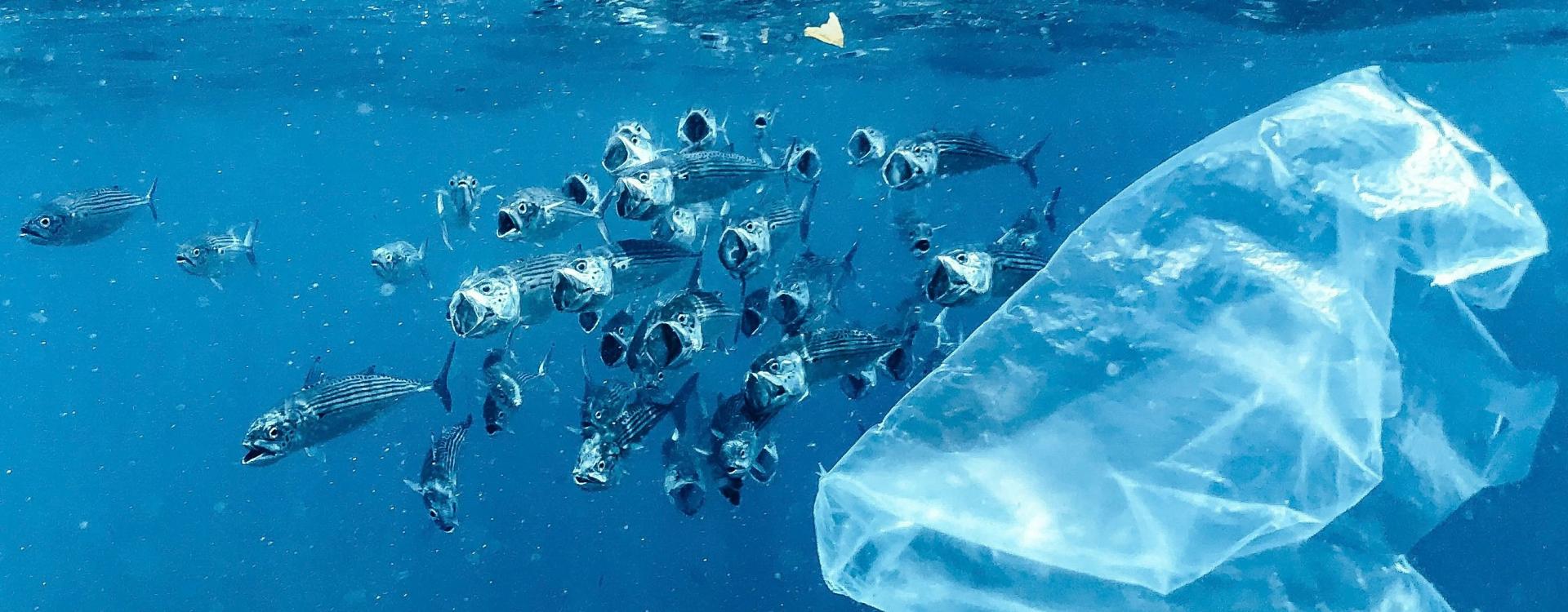 Mackerels feeding amongst loads of plastic waste