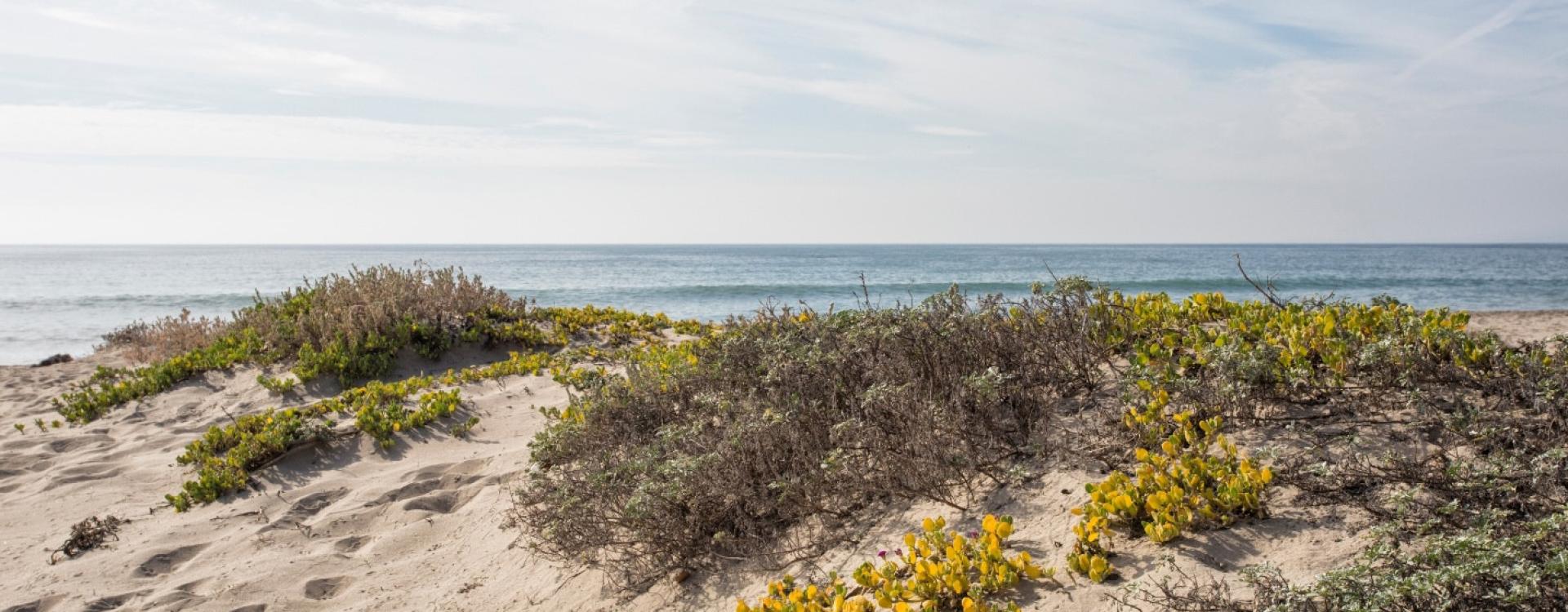 Beach dunes with view of ocean