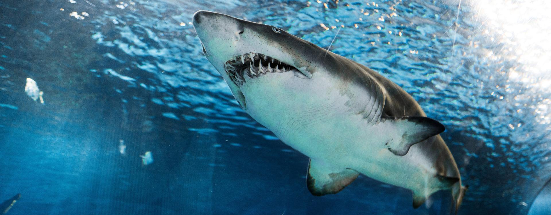 Big shark photographed from under it