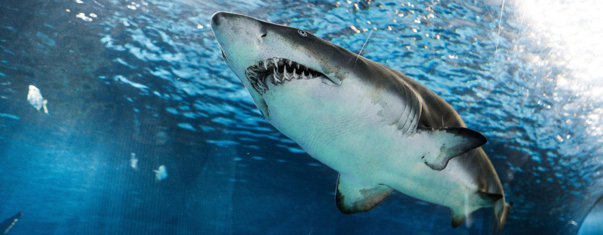 Big shark photographed from under it