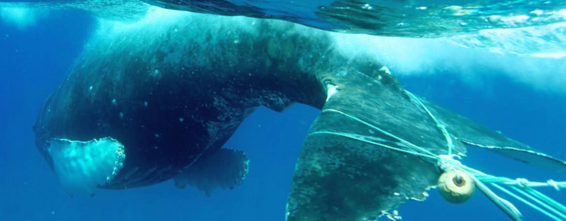 whale tail entangled with fishing gear