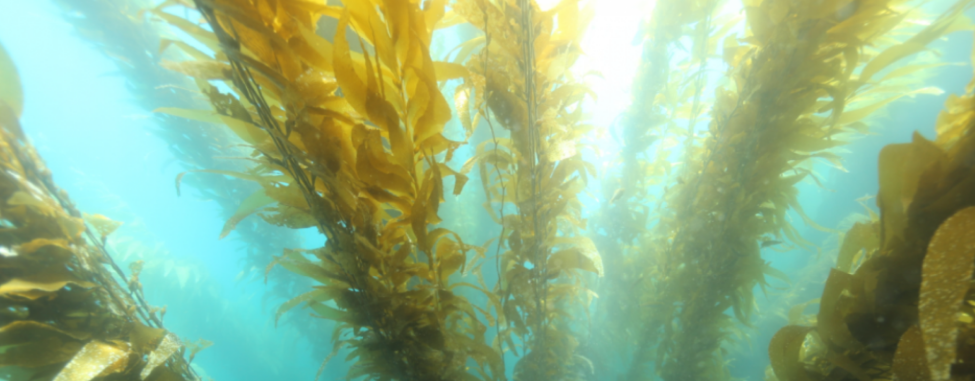 ocean plants