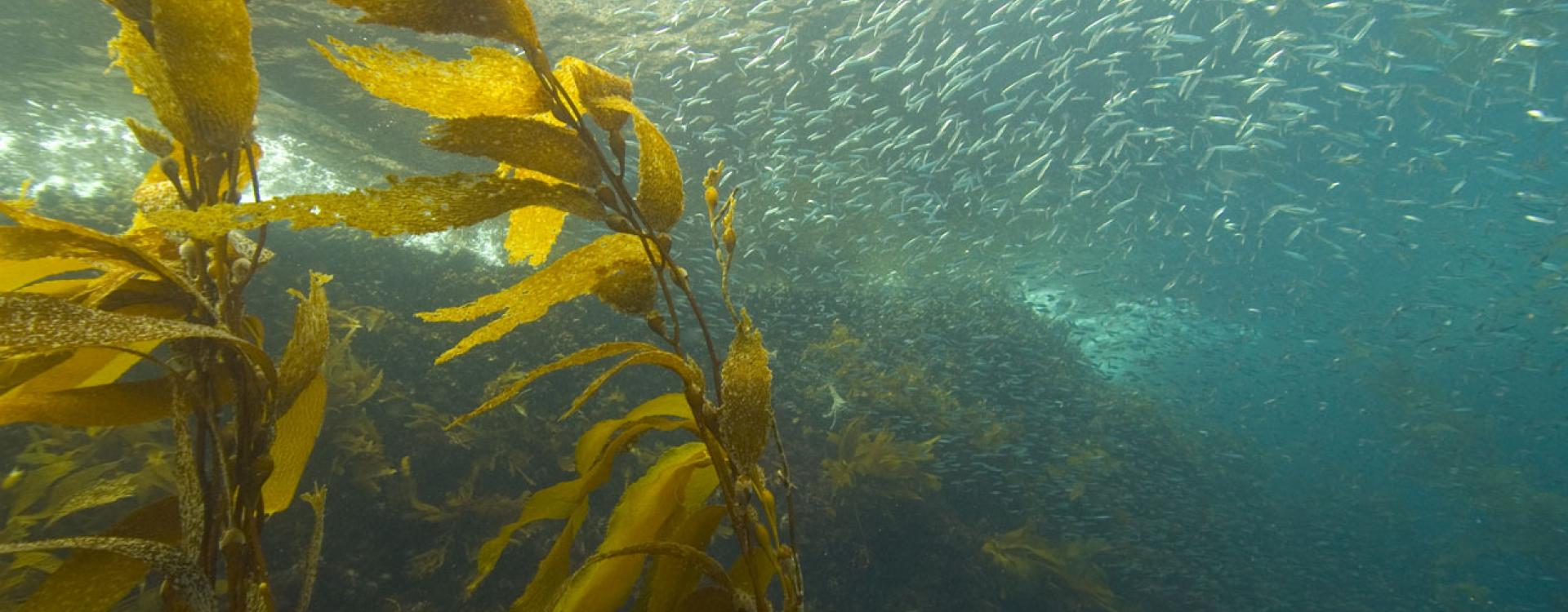Sardines in kelp