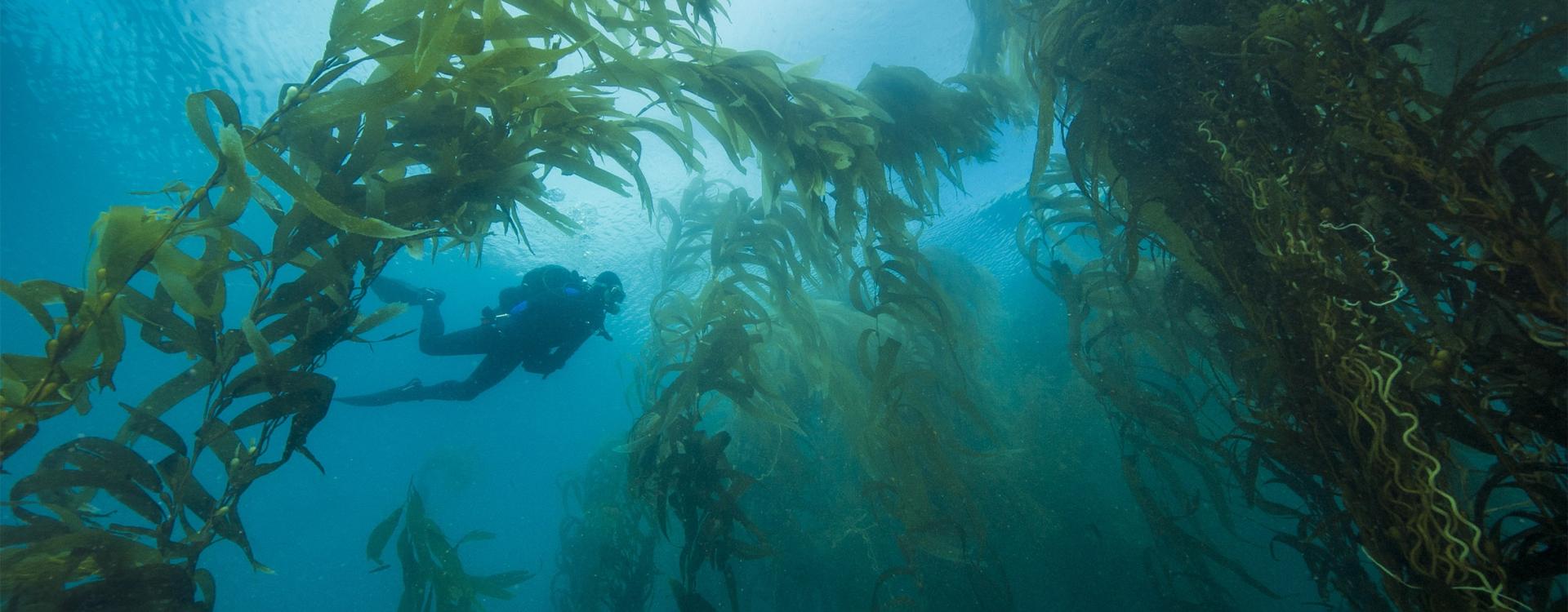 person scubading by giant kelp