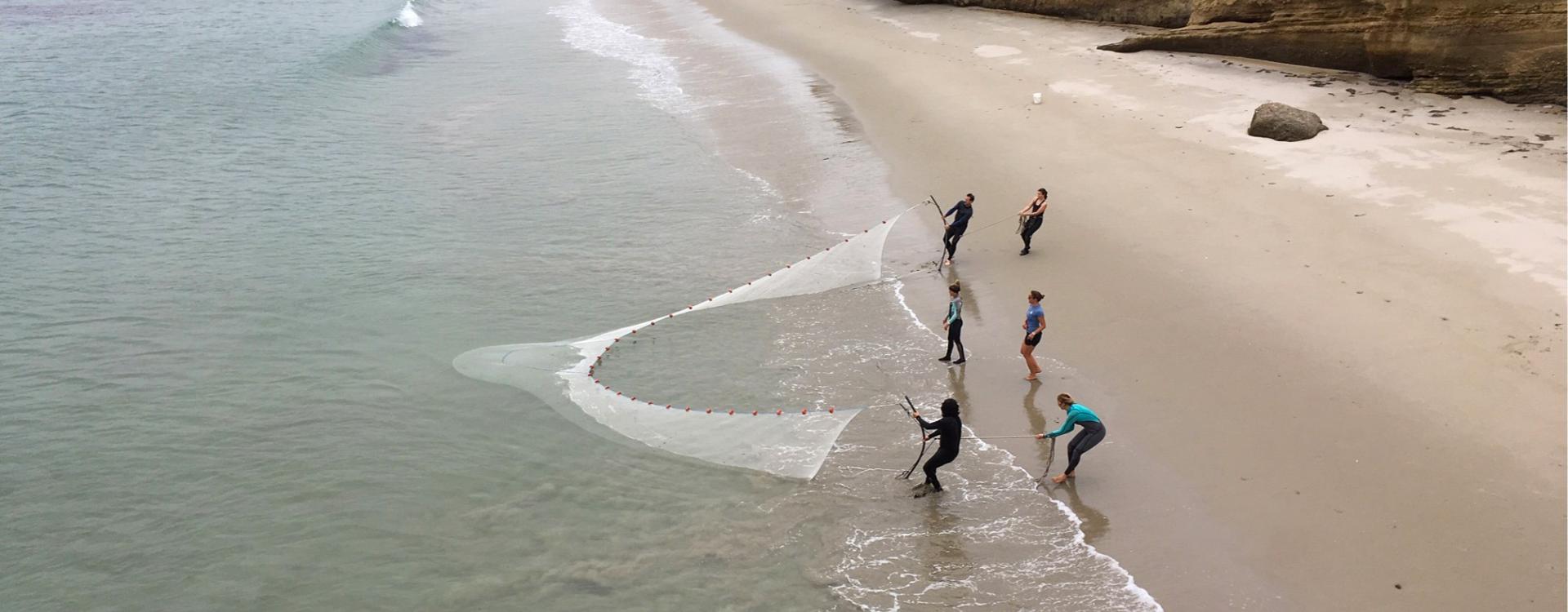 Student researchers seining at Surf Beach