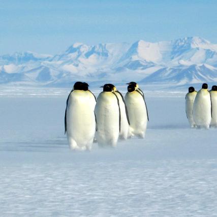 Group of penguins in Antarctica