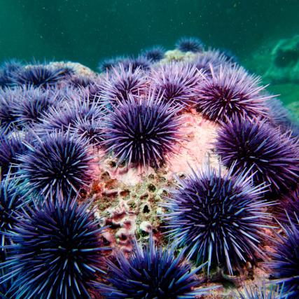 Purple Sea Urchins