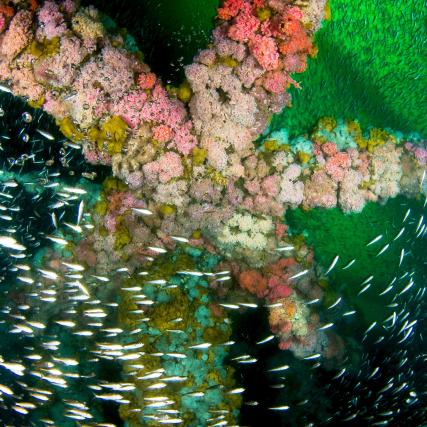 School of Bocaccio rockfish swims around Platform Gilda