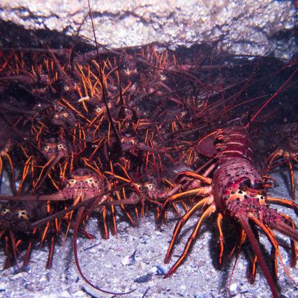 California Spiny Lobster