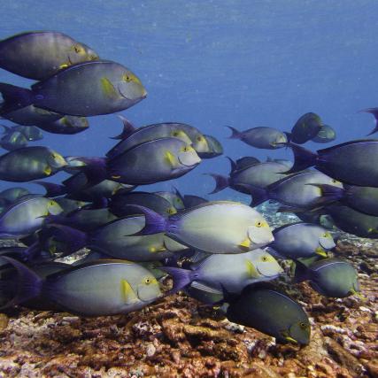 Large school of yellowfin surgeonfish around the coral reef, Palmyra Atoll