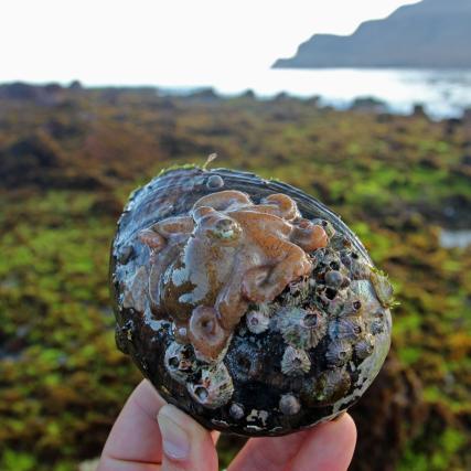 Octopus on abalone shell, Santa Cruz Island