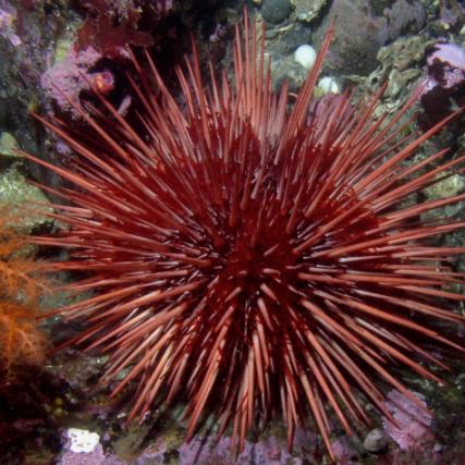 Red Urchin