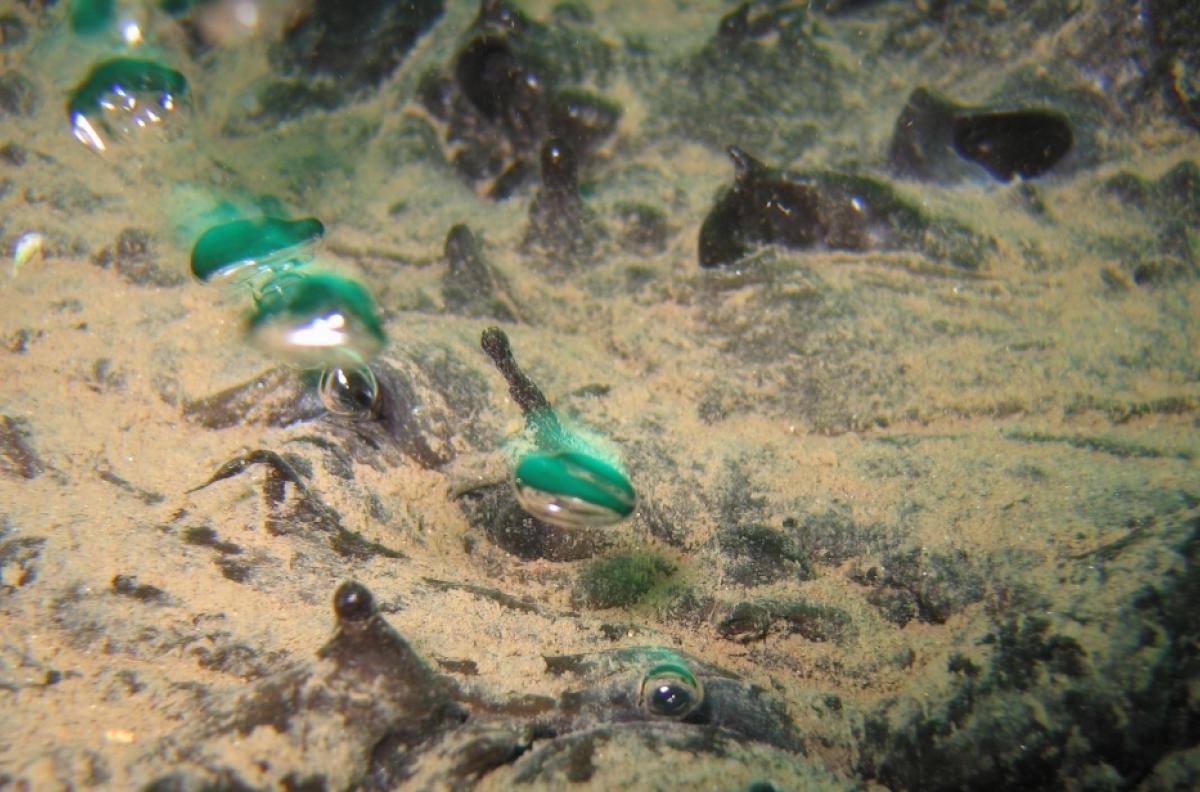 Natural gas bubbles up through asphalt on the seafloor