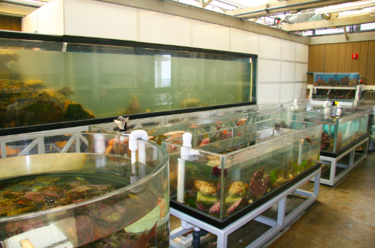 The REEF aquarium