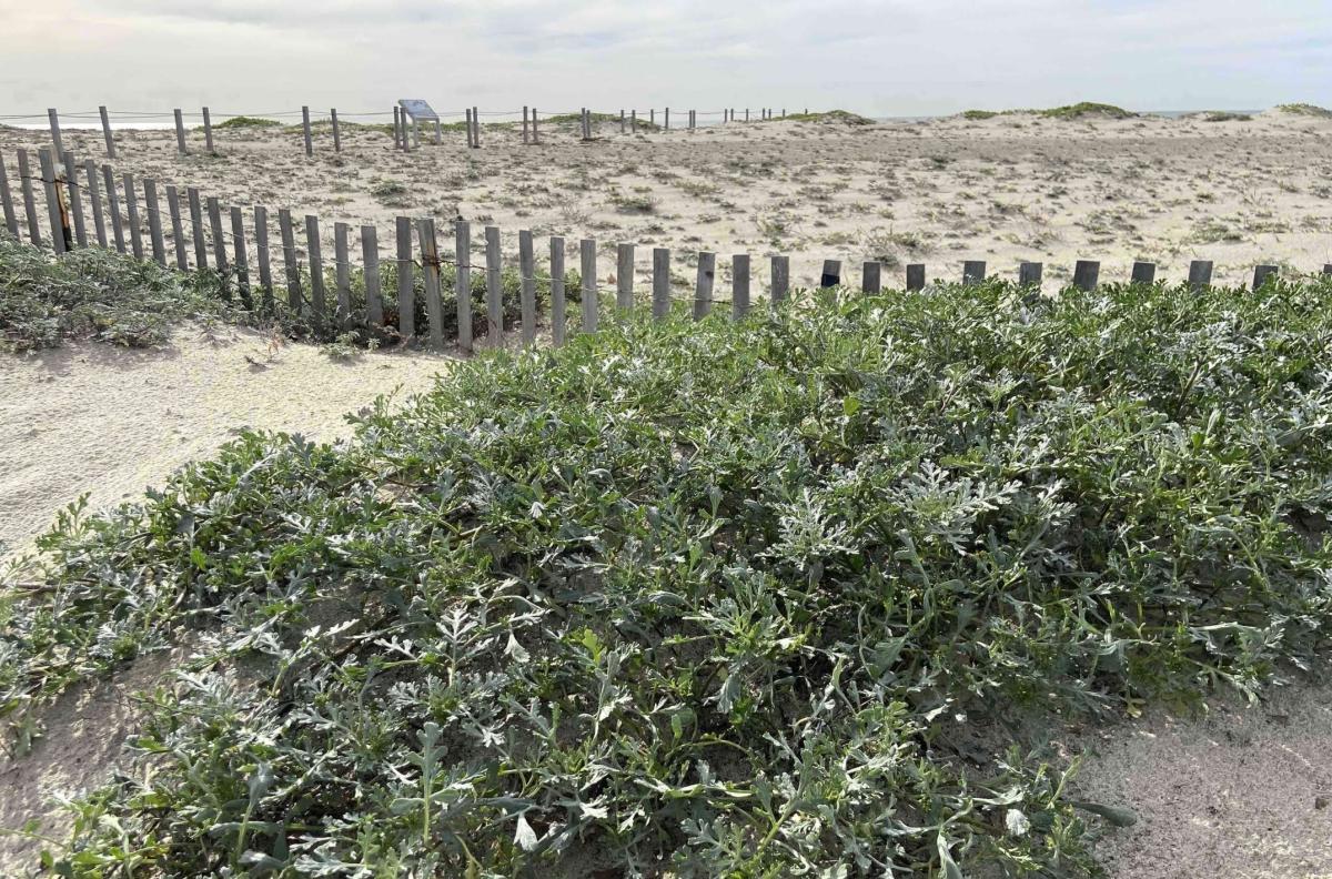 Beach bur, a native plant that helped to form dunes on a section of Santa Monica Beach in Los Angeles